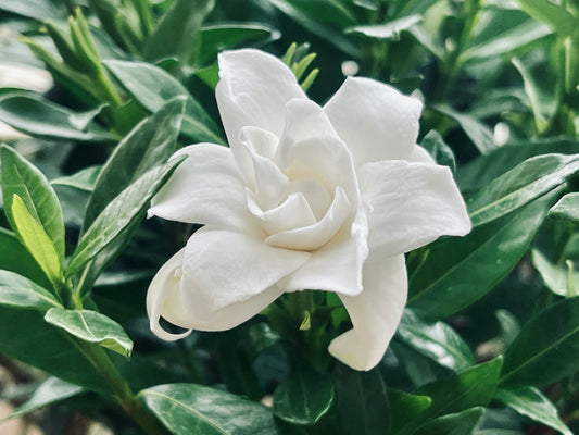 'Frostproof' Gardenia
